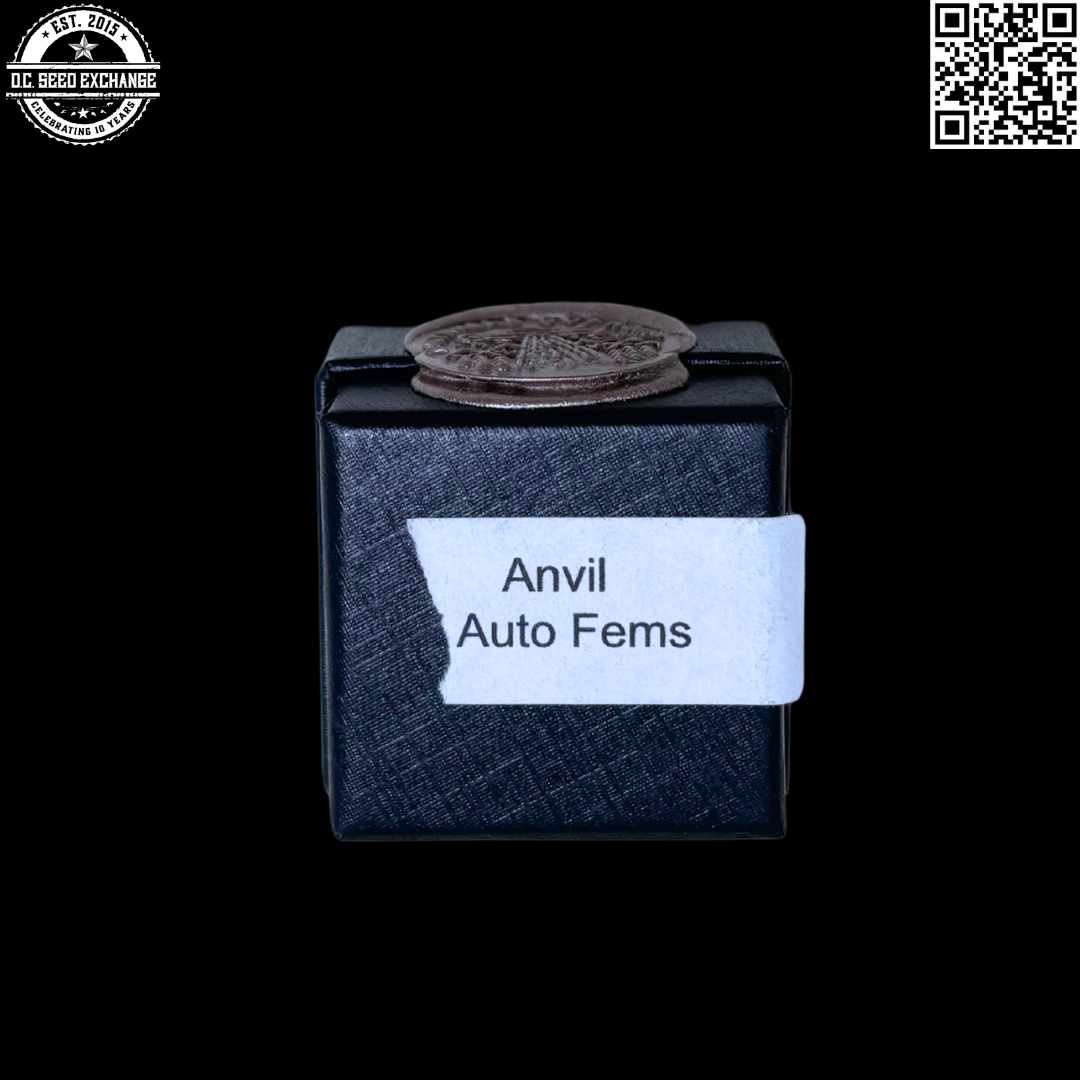 Gnome Automatics Anvil S1 Auto 3 Feminized Autoflowering Seeds