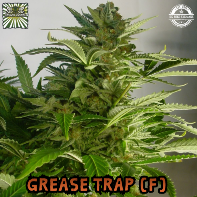 Grease Trap Cola IG