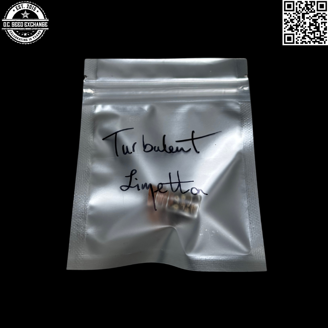 Guardian of the Terps Turbulant Limonetta Front IG
