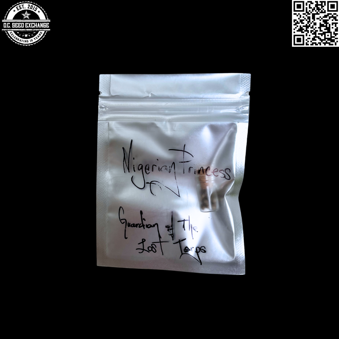 Guardians of the Lost Terps Nigerian Princess (Nigerian Yoruba Bantu/Afghani 49er Kush X Super Skunk #1/Purple Urkle/Sawtooth Skunk) 10 Regular Seeds