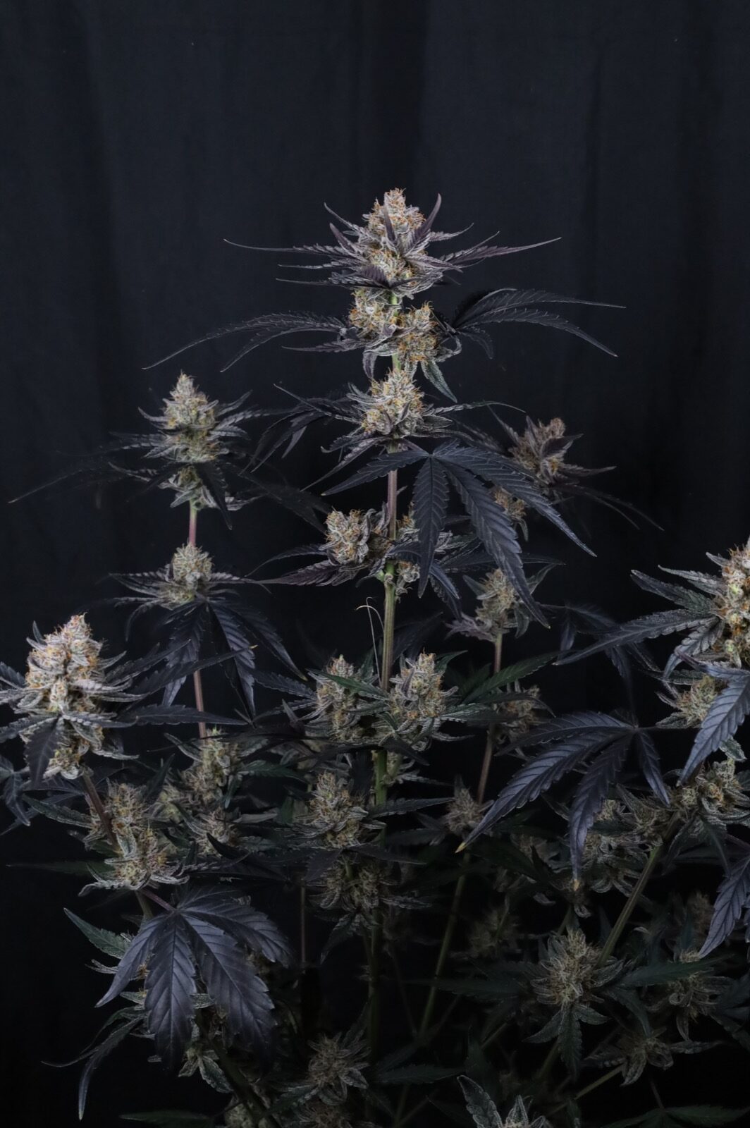 Guava Runtz Auto 1