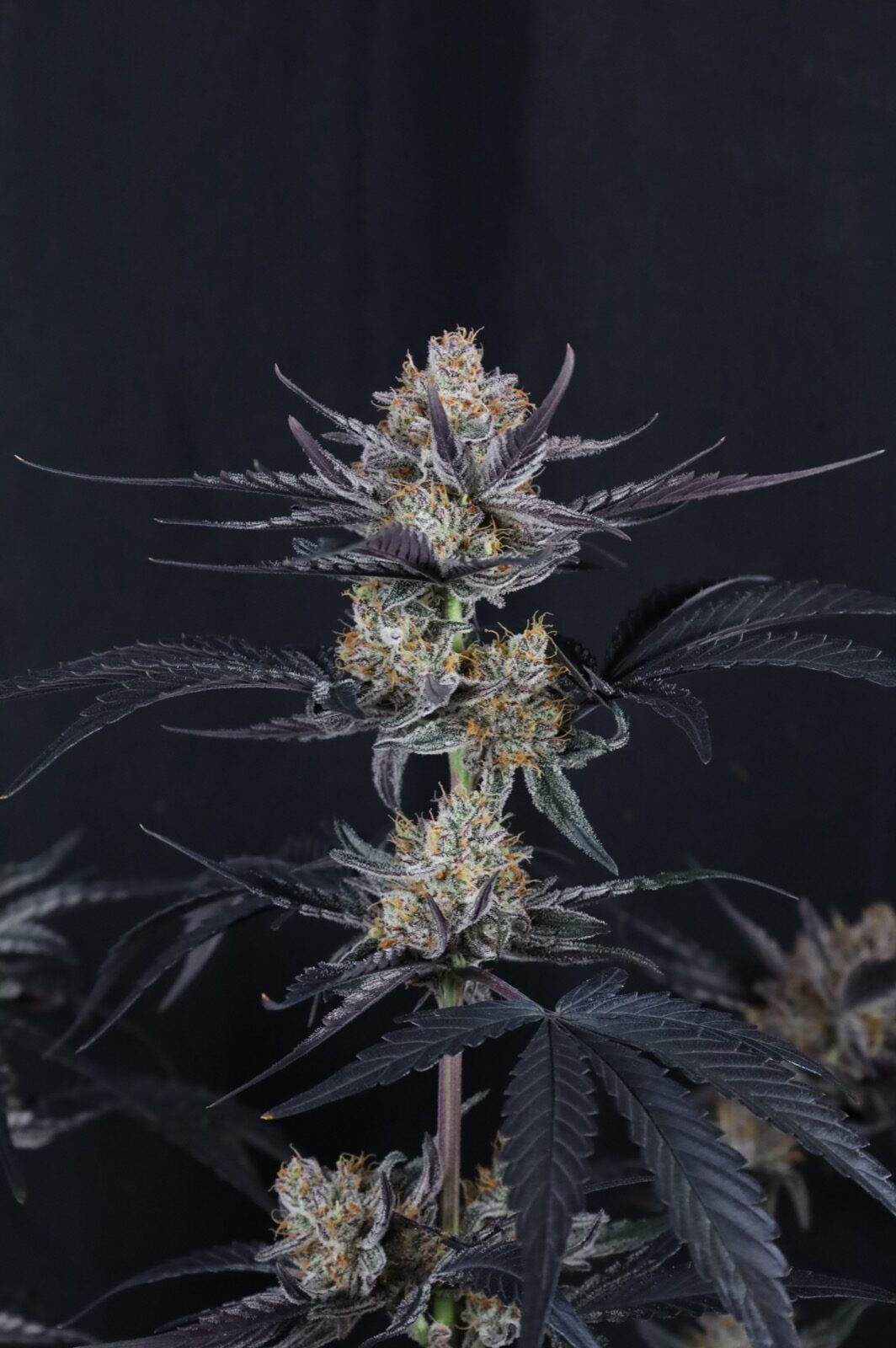 Guava Runtz Auto 2