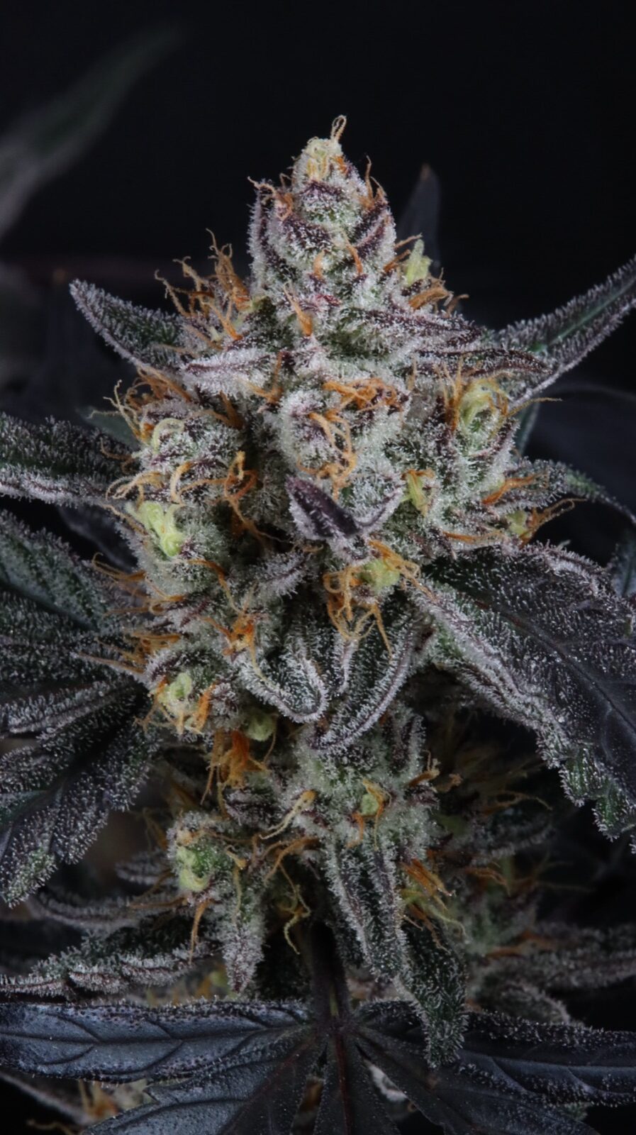 Guava Runtz Auto 3