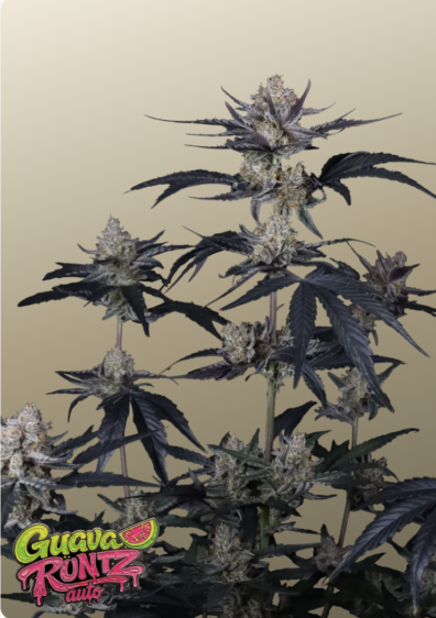 Guava Runtz Auto IG