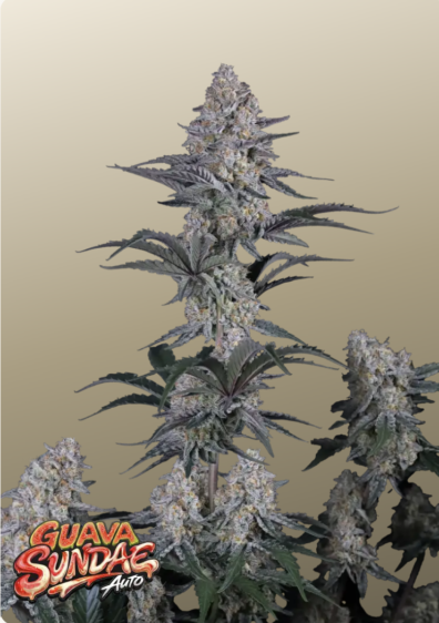 Guava Sundae Auto IG