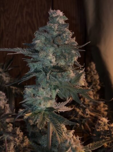 JMO Cola Hoosier Grower