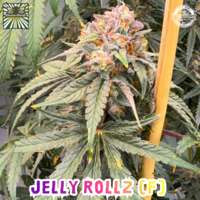 Jelly Rollz Cola IG