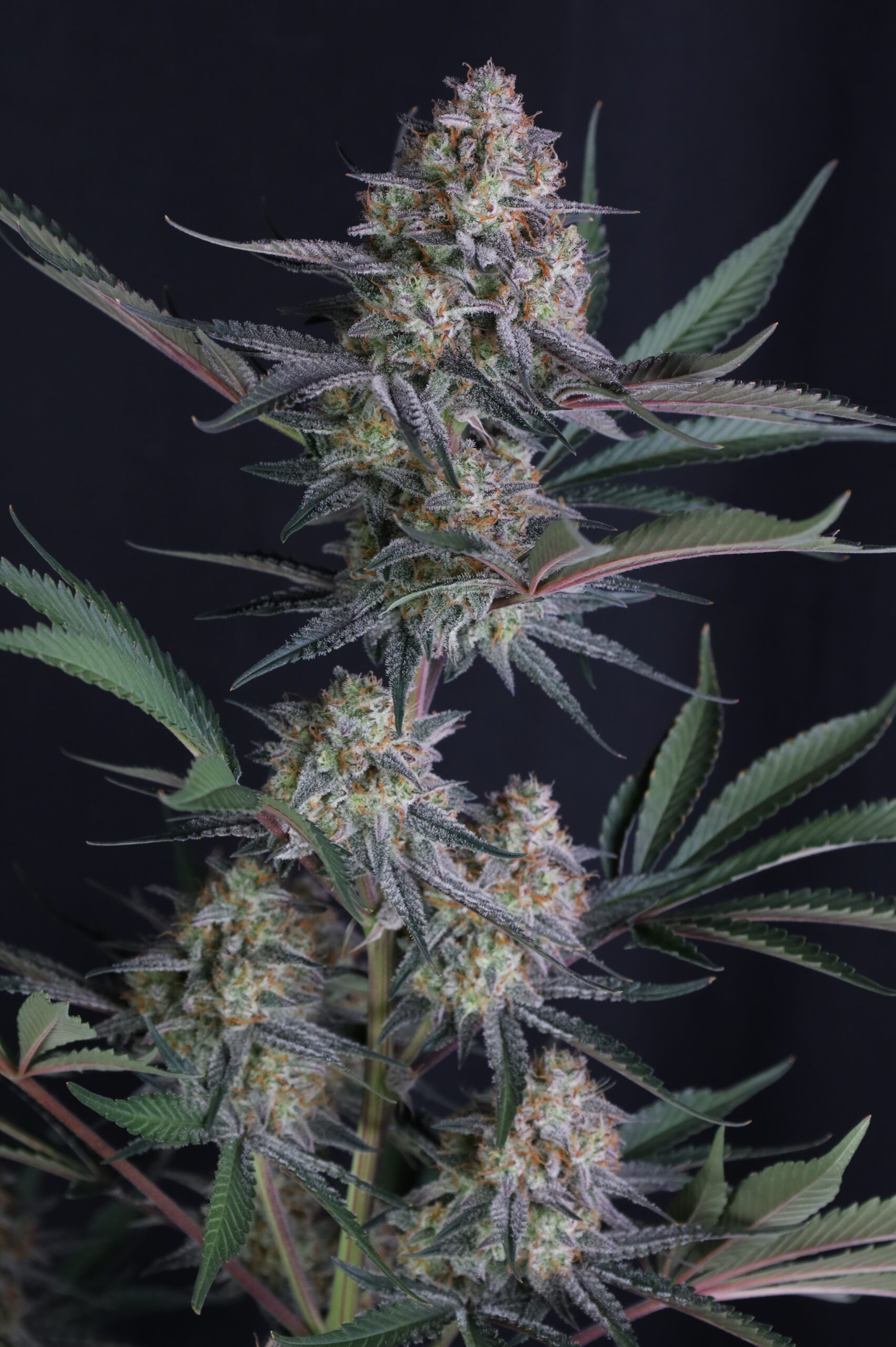 Lemon Tree Auto 2