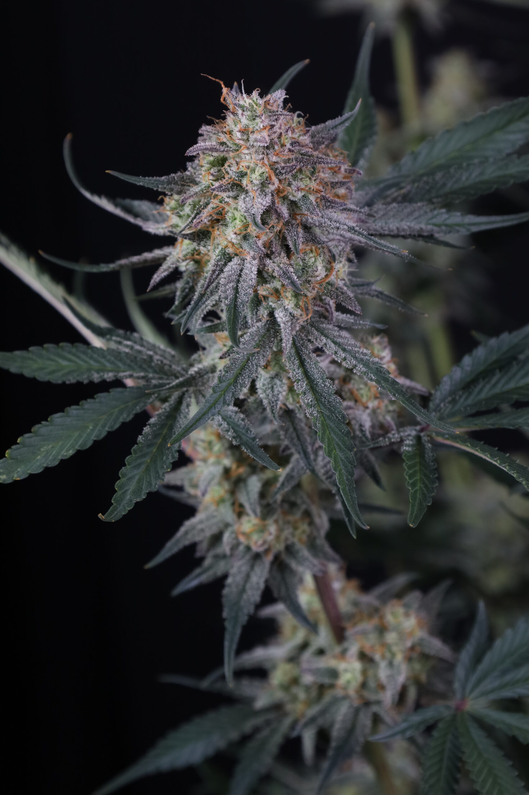 Lemon Tree Auto 3