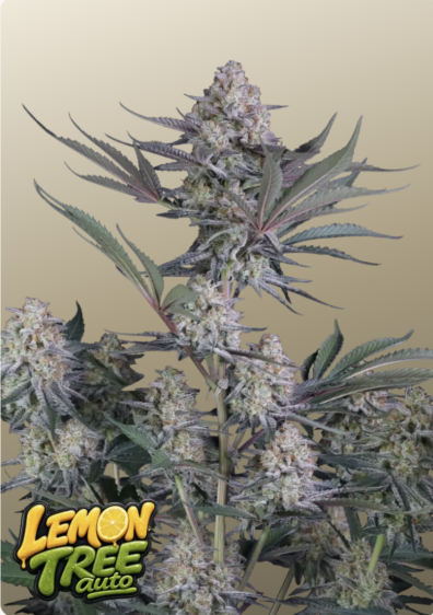 Lemon Tree Auto IG