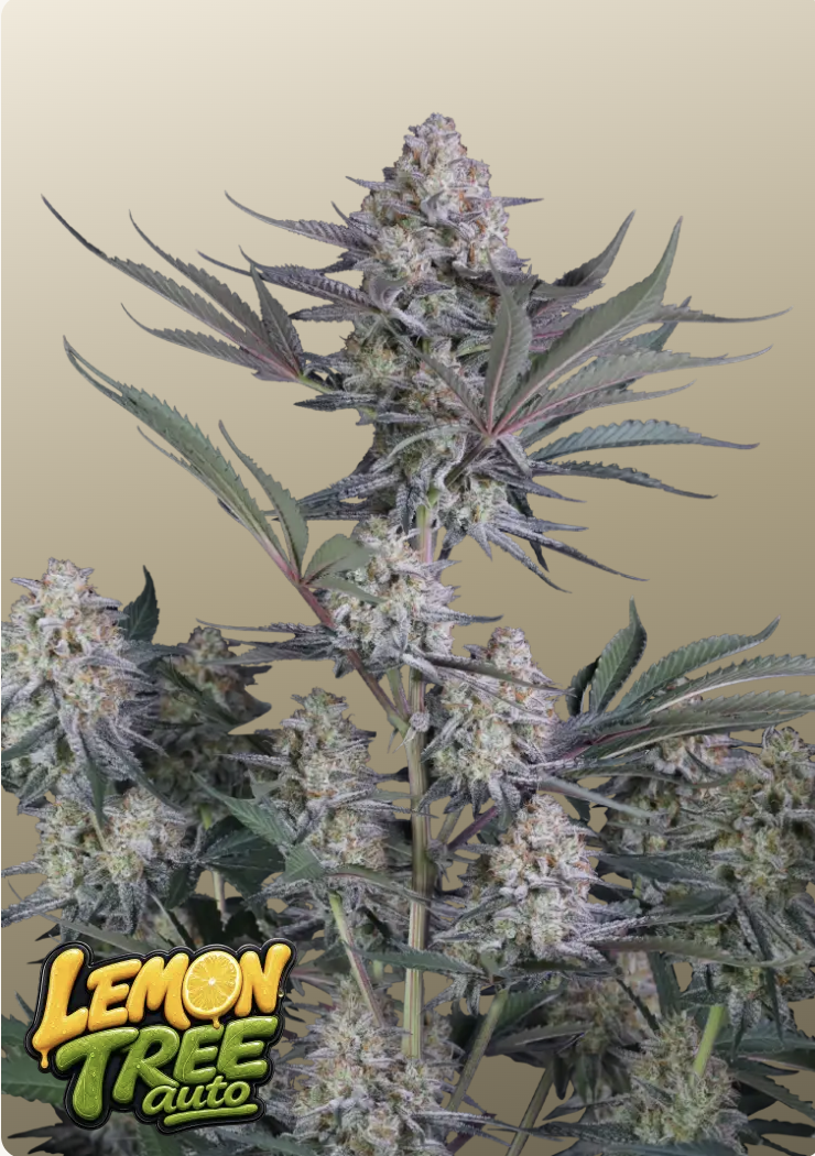 Lemon Tree Auto IG