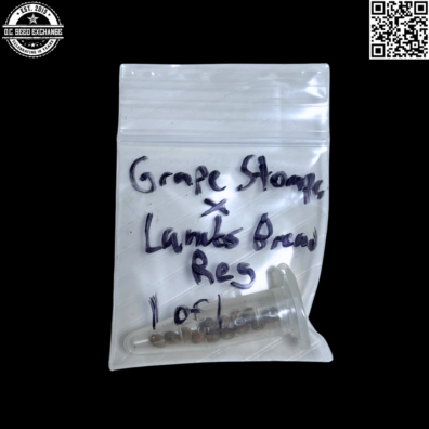 Mass Medical Strains Grape Stomper x Lambs Bread Front IG