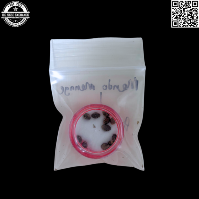 Mass Medical Strains Mendo Menage x Panamagoo Back IG