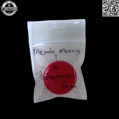 Mass Medical Strains Mendo Menage x Panamagoo Front