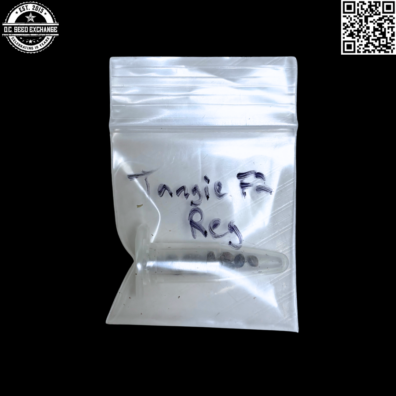 Mass Medical Strains Tangie F2 Front IG