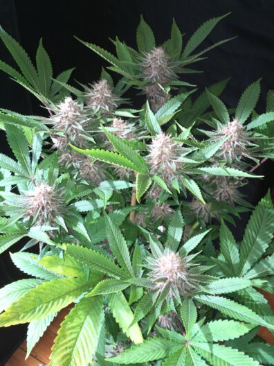 MassMedicalStrains Indigo Child