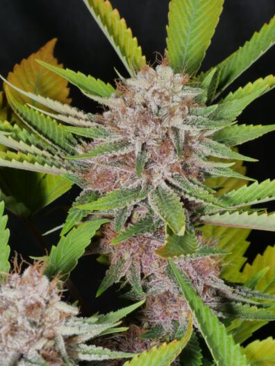 MassMedicalStrains Indigo Child CU