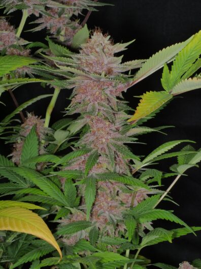 MassMedicalStrains Indigo Child Cola