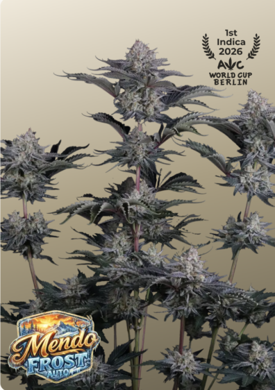 Mendo Frost Auto IG