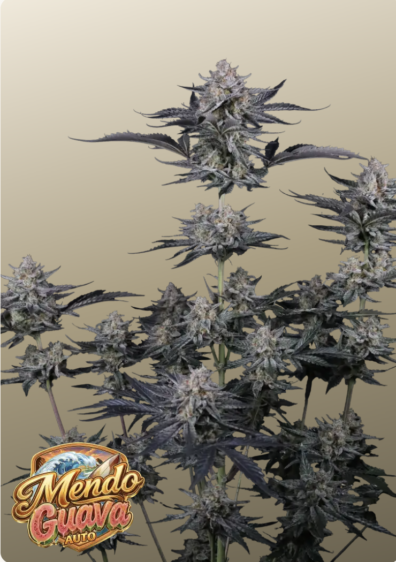 Mendo Guava Auto IG