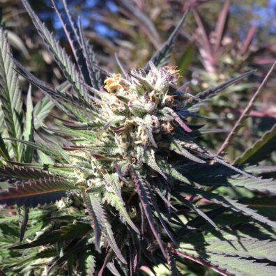 Nepal Kush X Durban Poison purple copy