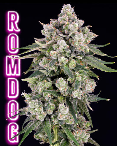 Romdog IG