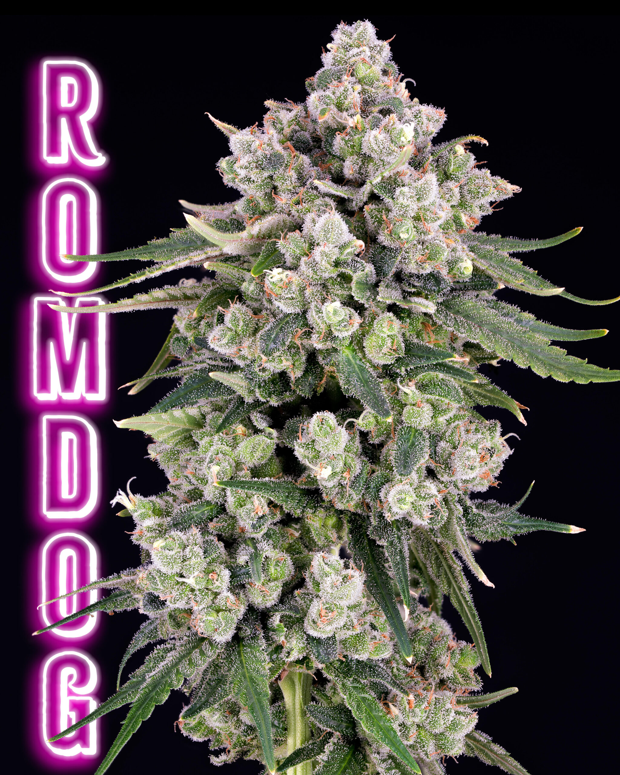 Romdog IG