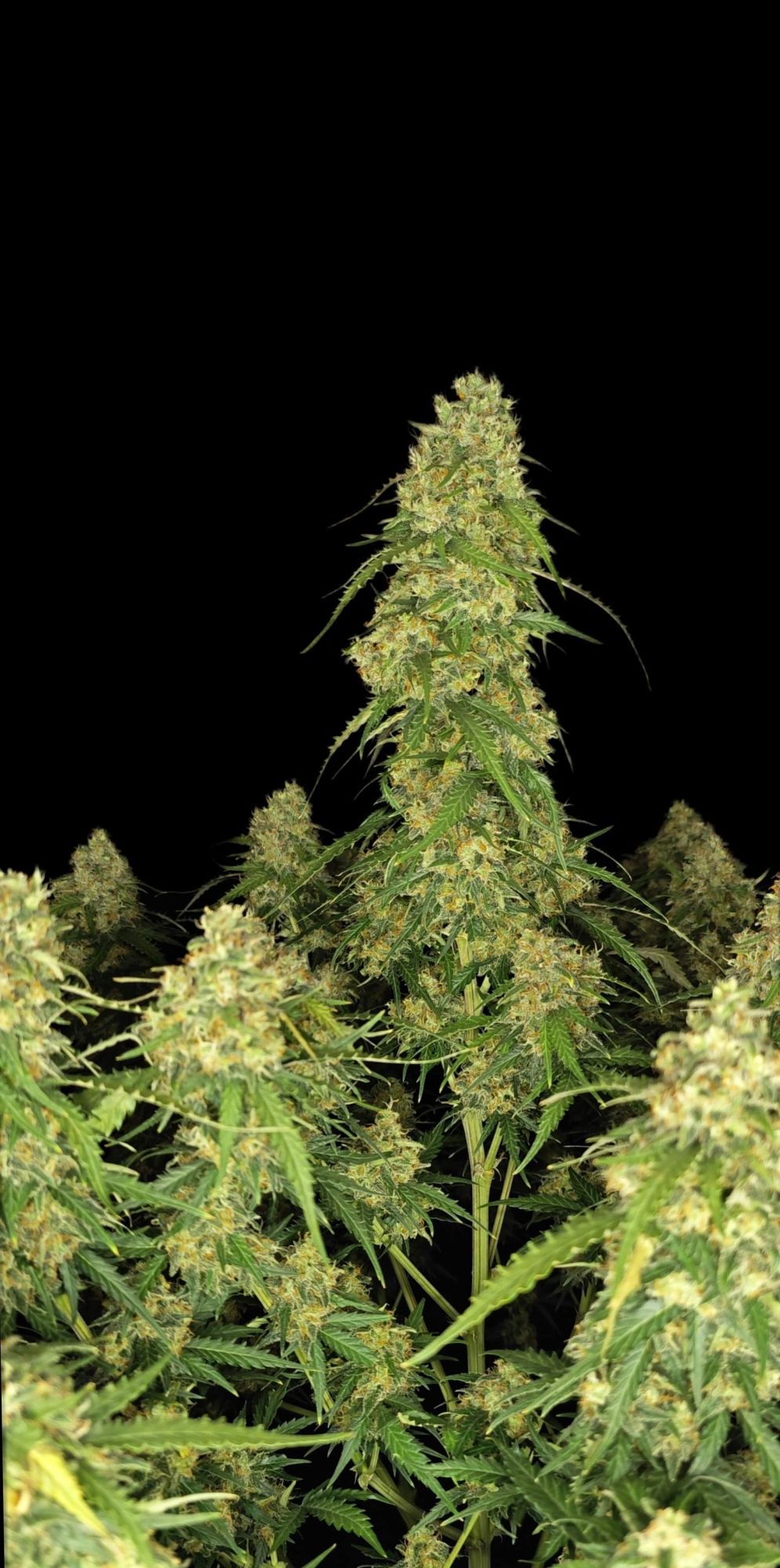 Sour Jealousy Auto 2