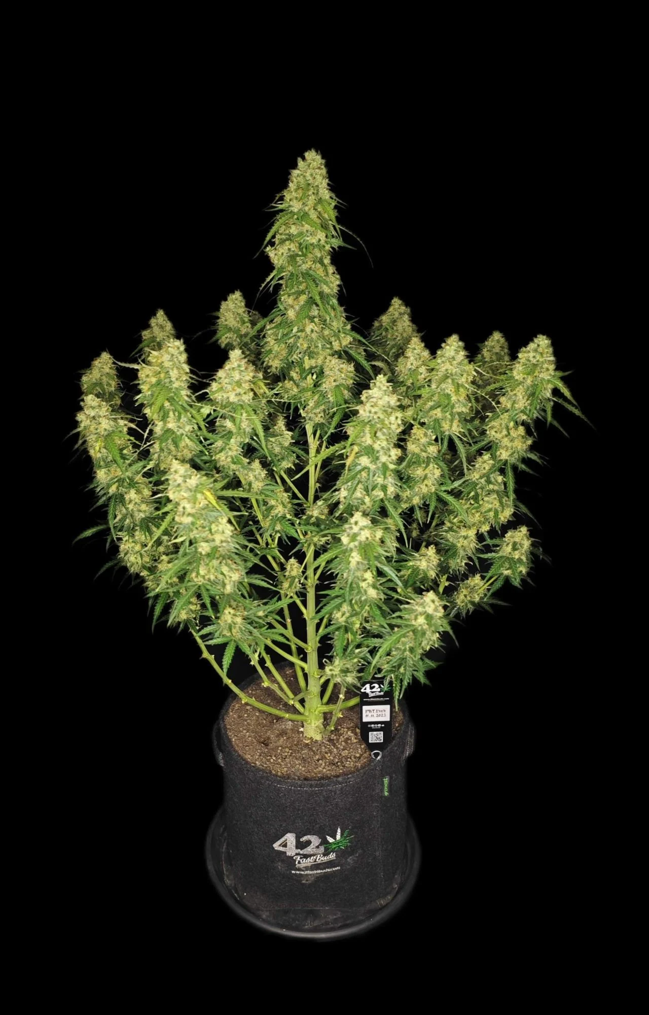 Sour Jealousy Auto 2