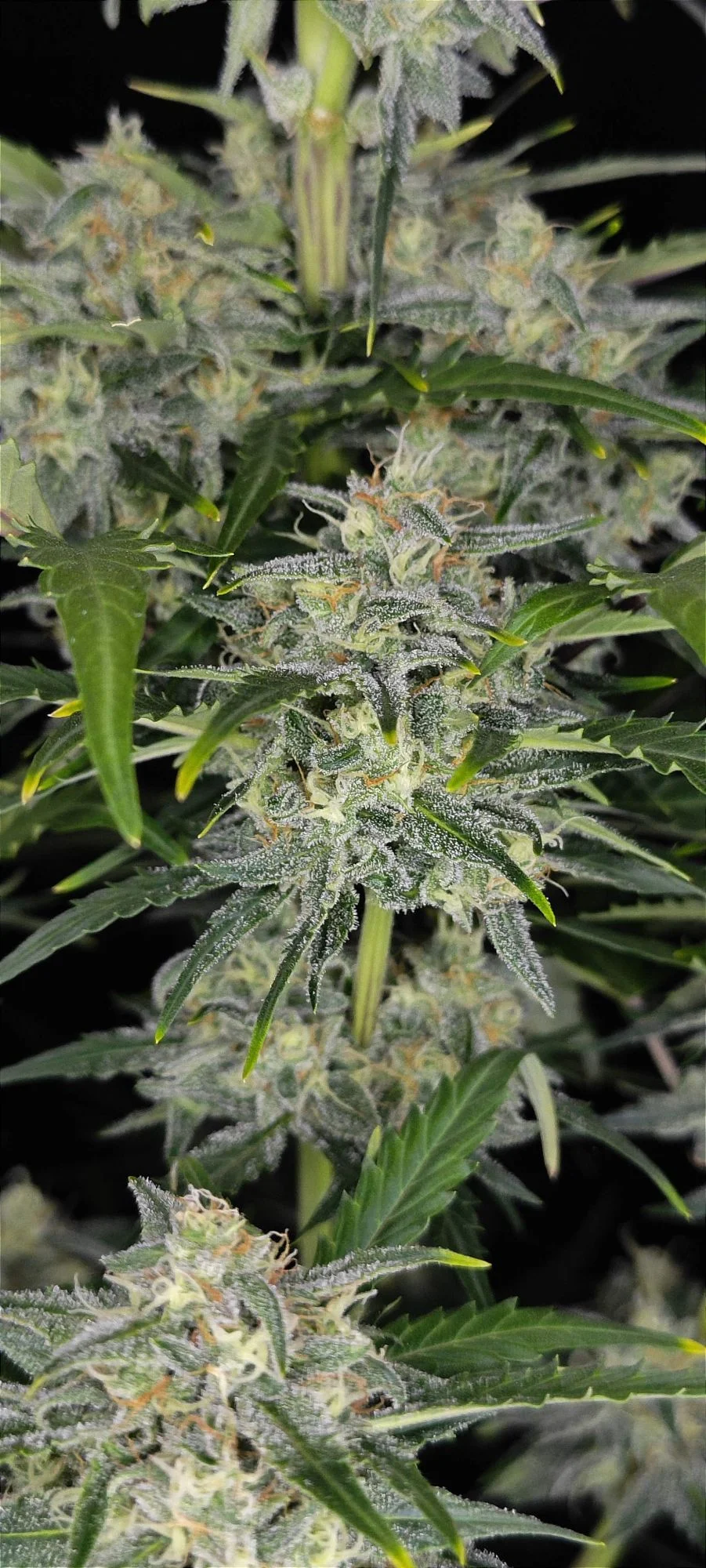 Sour Jealousy Auto 3