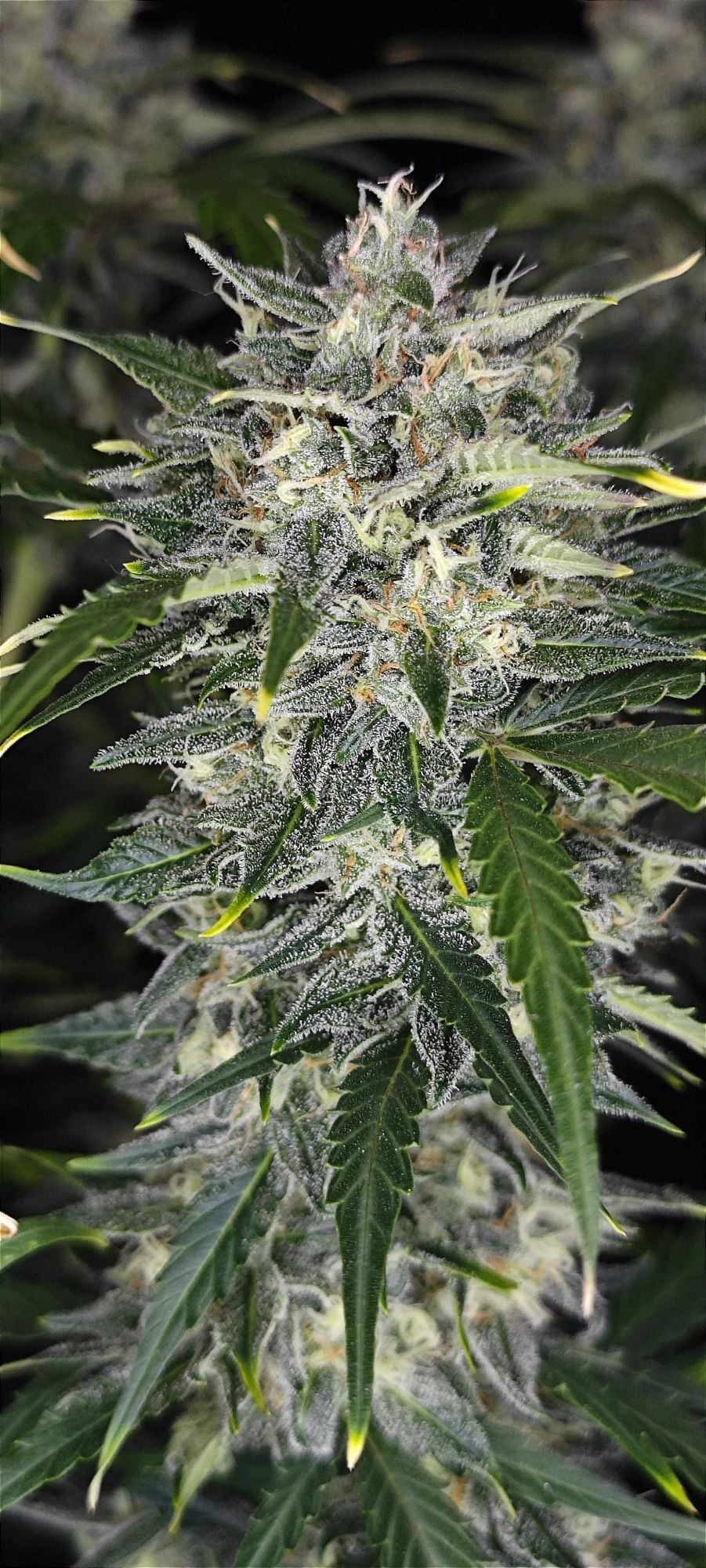 Sour Jealousy Auto 4