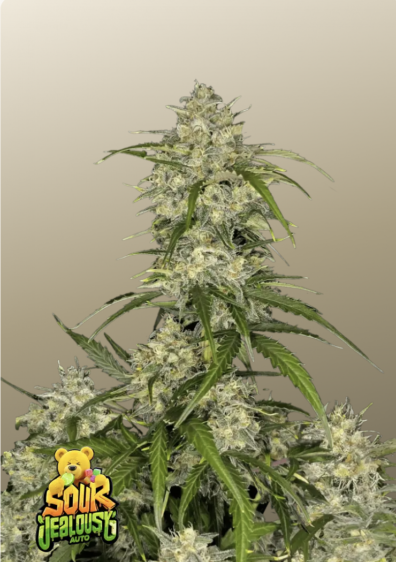 Sour Jealousy Auto IG