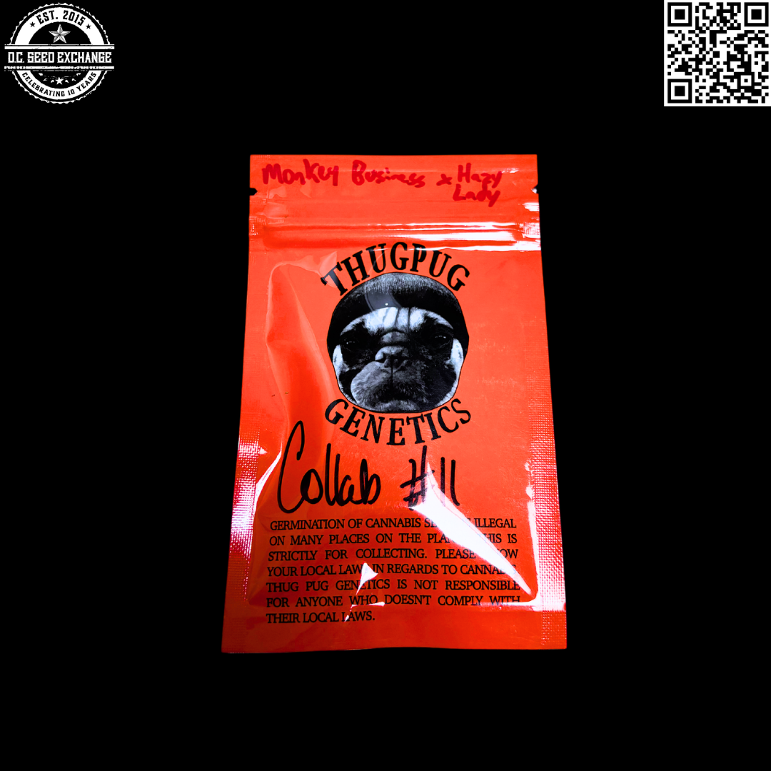 Thug Pug Genetics Monkey Business x Hazy Lady Collab #11 10 Regular Seeds