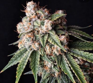 chem brand jbcut chemdog91bx3
