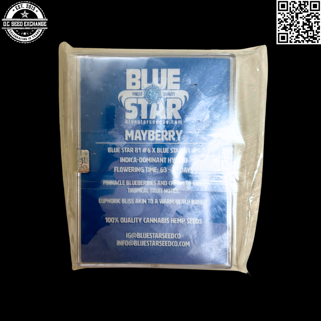 Blue Star Seed Co Mayberry S1 (Blue Star B1 #6 x Blue Star B1 #6) 4 Feminized Seeds - Image 5