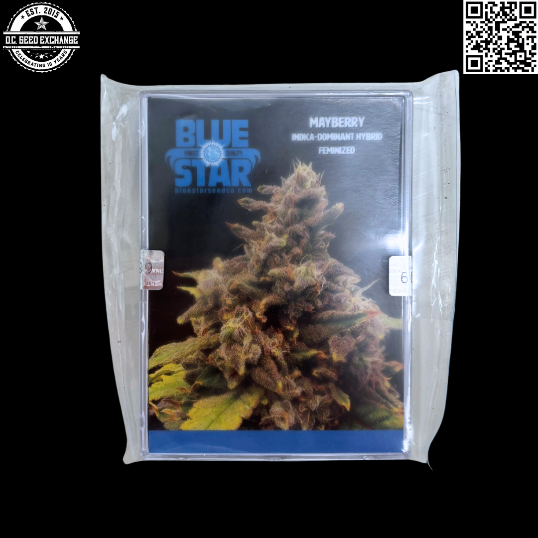 Blue Star Seed Co Mayberry S1 (Blue Star B1 #6 x Blue Star B1 #6) 4 Feminized Seeds