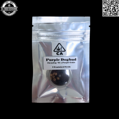 CSI Humboldt Purple Dogbud (Chemdog 91 Skunk VA Cut x Purple Urkle) 7 Feminized Seeds