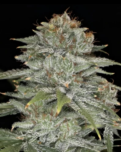 Crinkled Cookies Cola