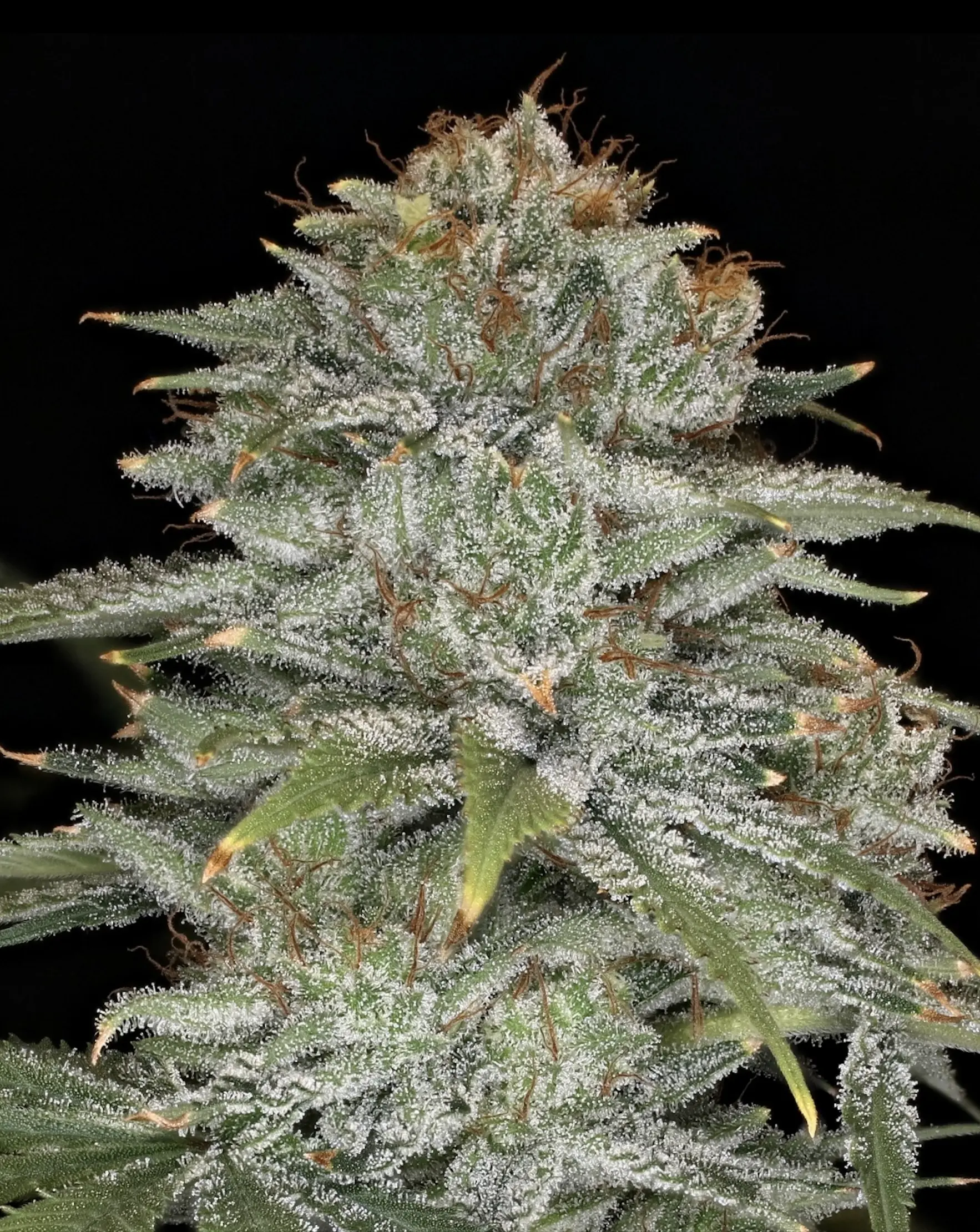 Crinkled Cookies Cola