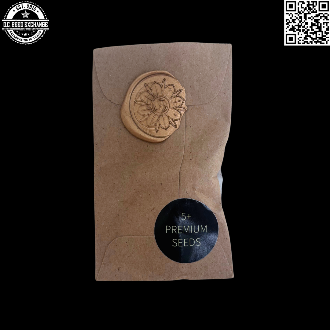 Green Bodhi The White x Hazy Kush BC2 5 Regular Seeds - Image 2