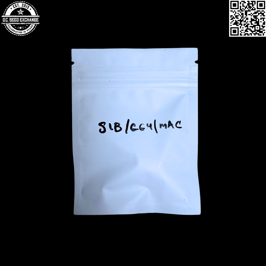 Landrace Bureau Guardian of the Lost Terps Siberian GG4 MAC 10 Regular Autoflower Seeds - Image 2