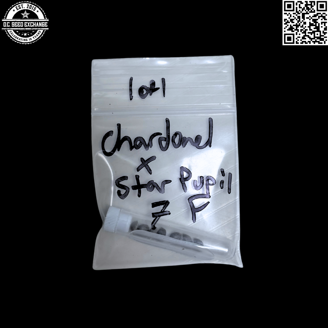 Mass Medical Strains Chardonel x Star Pupil 7 LIMITED Feminized Seeds