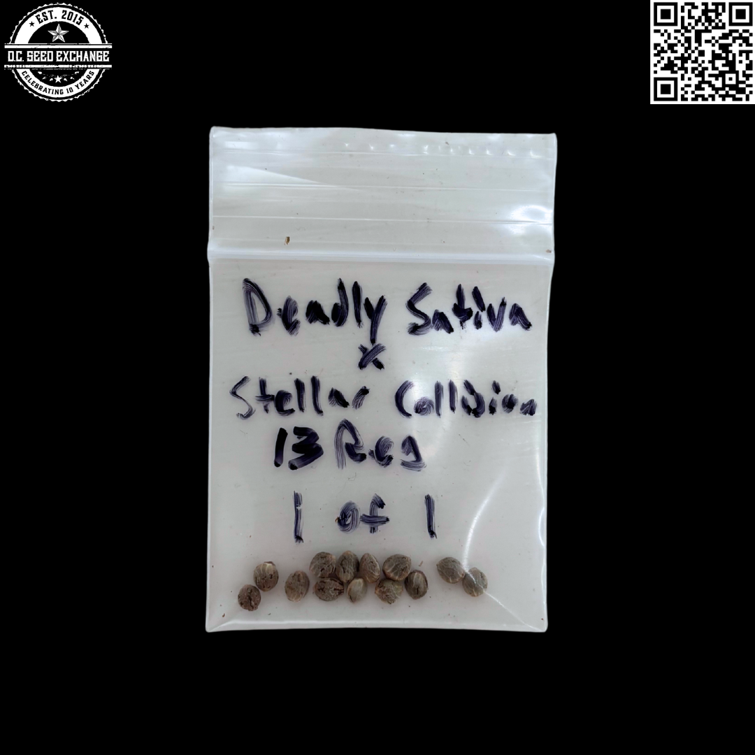 Mass Medical Strains Deadly Sativa x Stellar Collision 13 LIMITED Regular Seeds