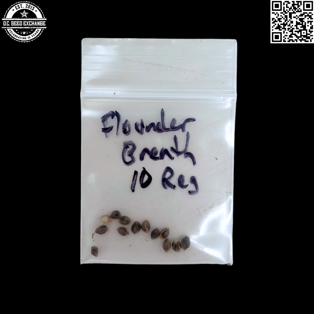 Mass Medical Strains Flounder Breath (Stinky PuTang x Deadly Sativa) 10 LIMITED Regular Seeds