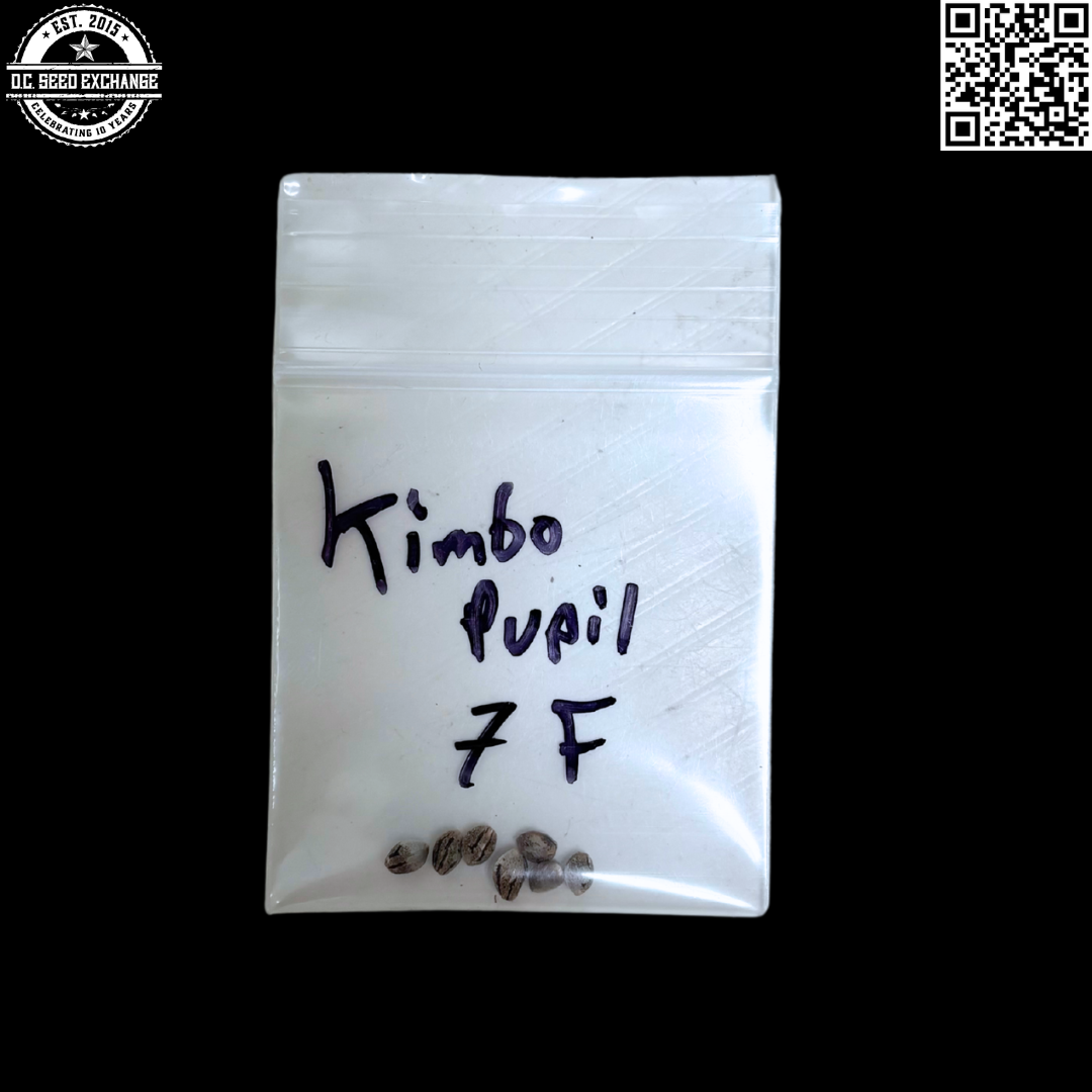 Mass Medical Strains Kimbo Pupil (Kimbo Kush x Star Pupil) 7 LIMITED Feminized Seeds