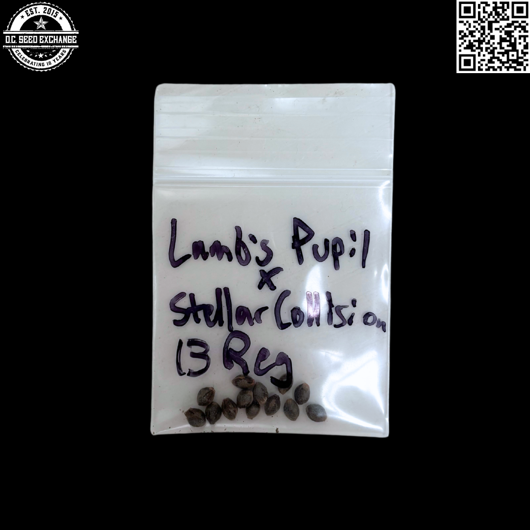 Mass Medical Strains Lamb's Pupil x Stellar Collision 13 LIMITED Regular Seeds