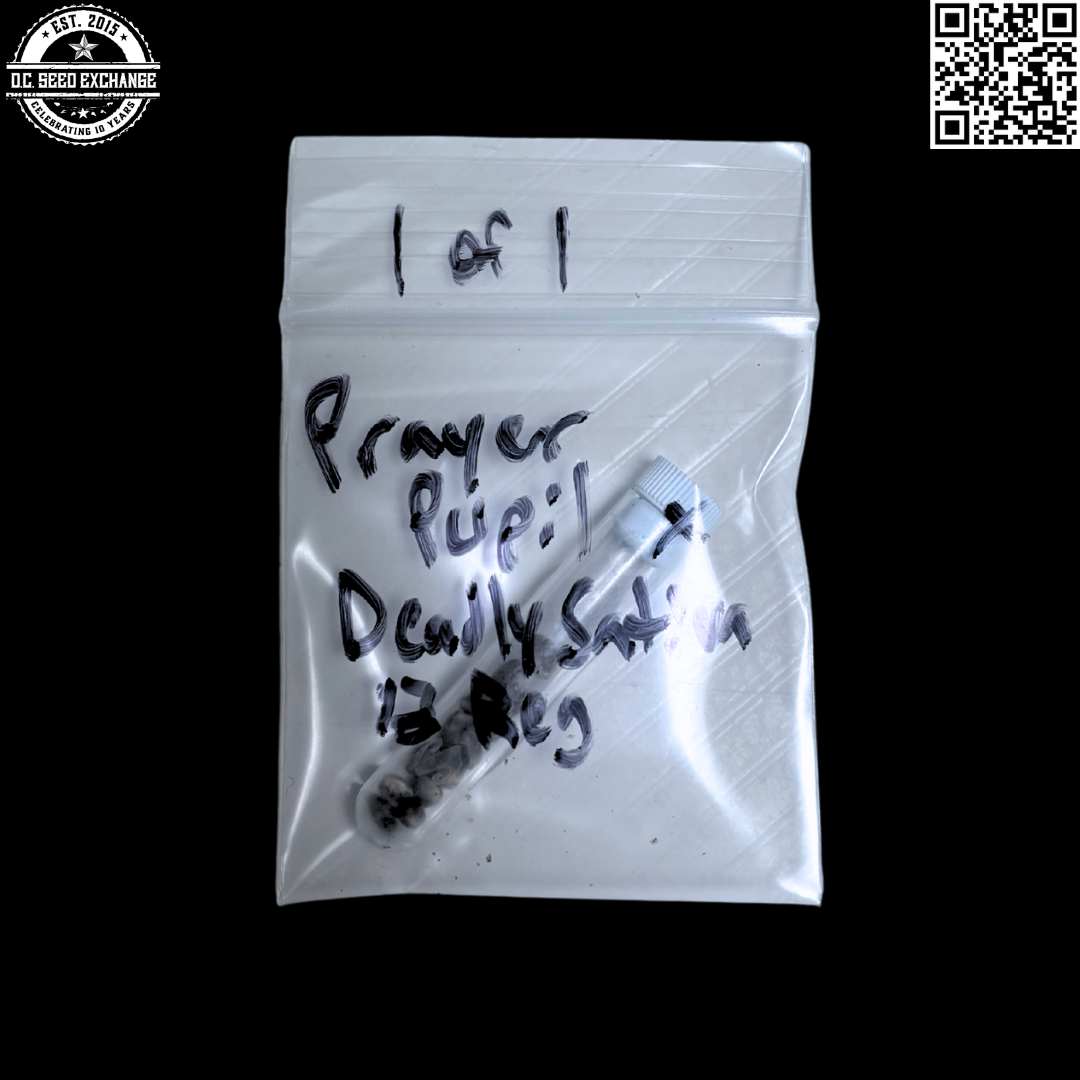 Mass Medical Strains Prayer Pupil x Deadly Sativa 13 LIMITED Regular Seeds