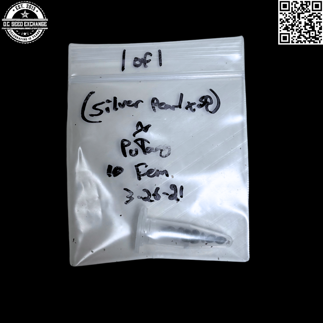 Mass Medical Strains Silver Pearl/Star Pupil x PuTang 10 LIMITED Feminized Seeds