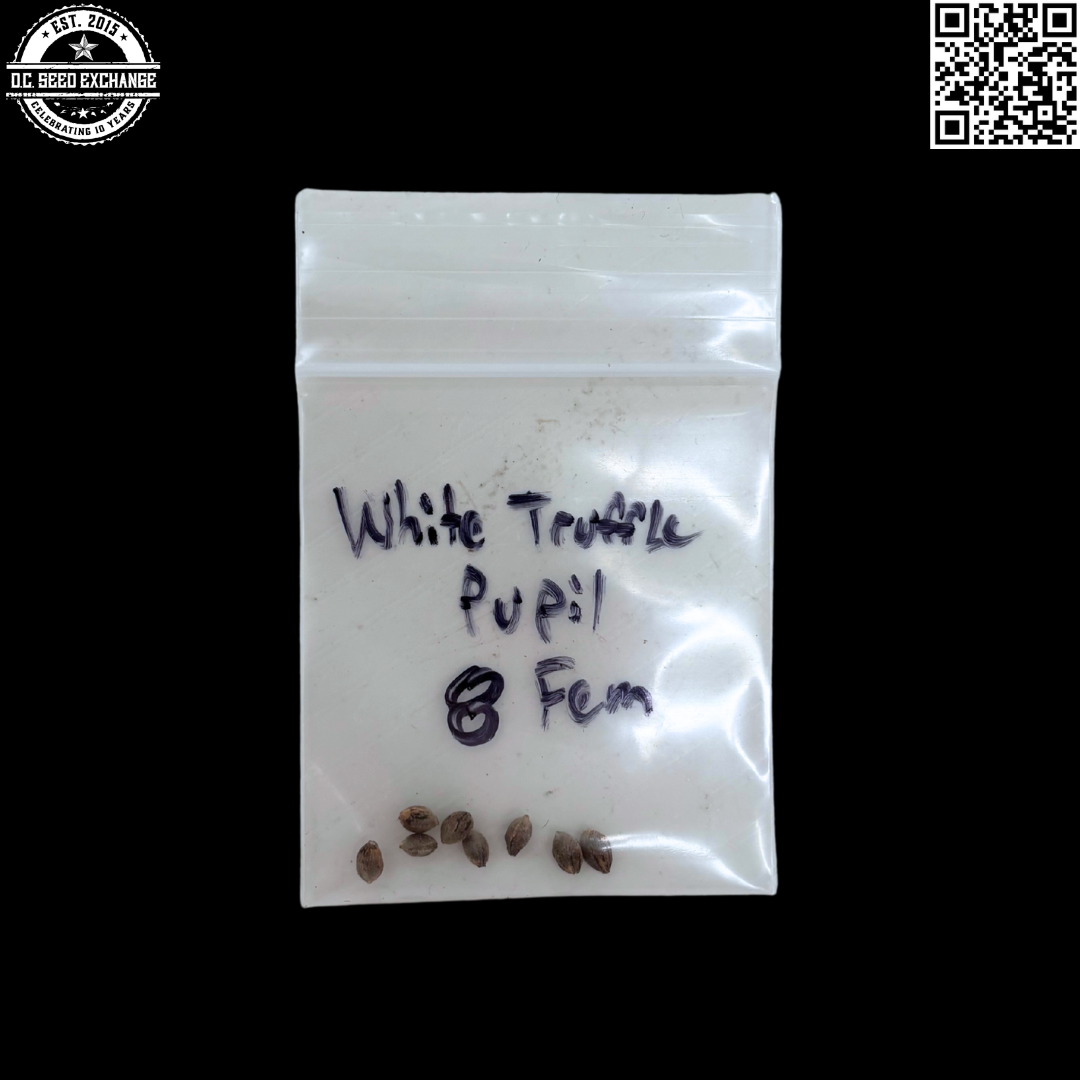 Mass Medical Strains White Truffle Pupil (White Truffle x Star Pupil) 8 LIMITED Feminized Seeds