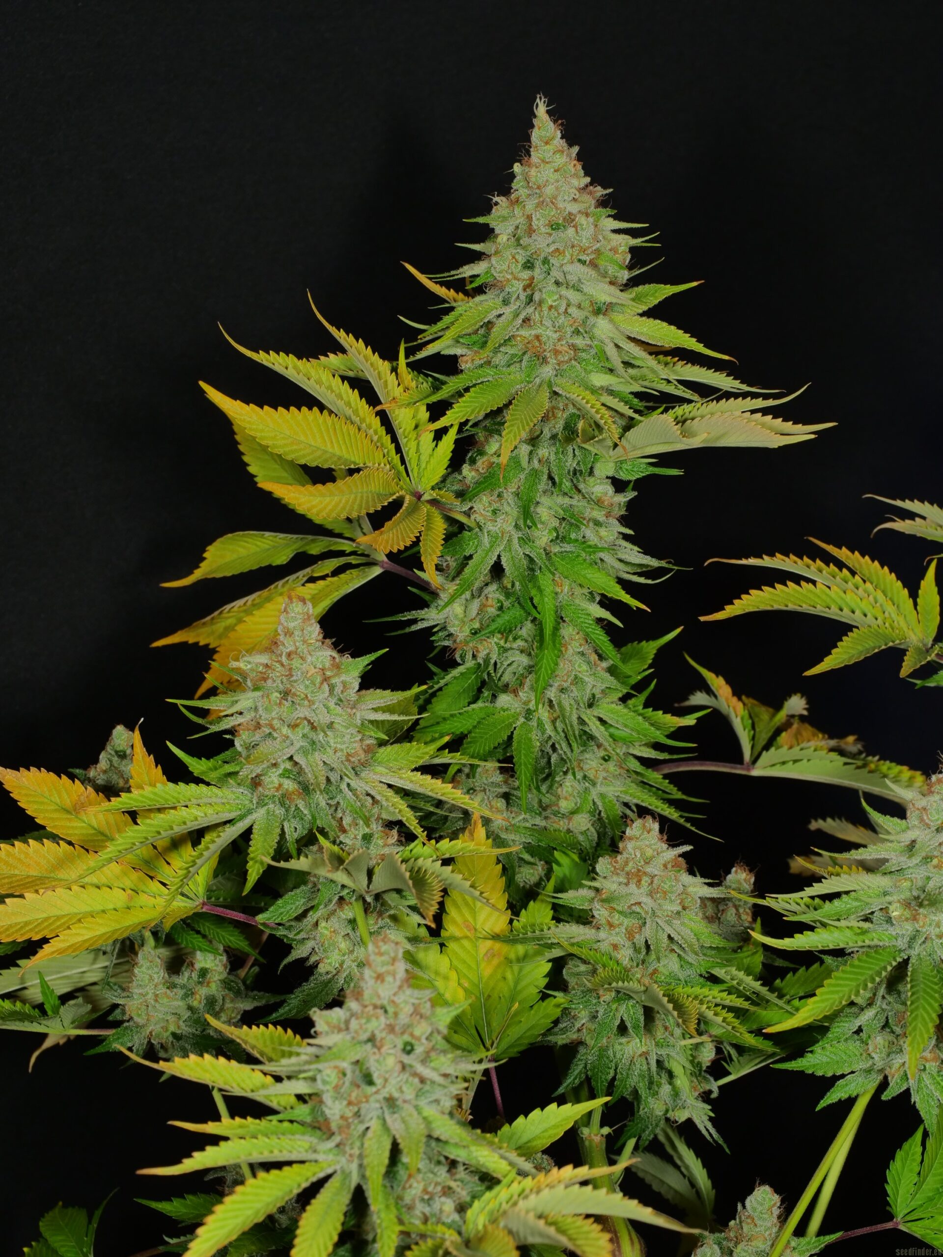 Mass Medical Strains Flounder Breath (Stinky PuTang x Deadly Sativa) 10 LIMITED Regular Seeds - Image 4